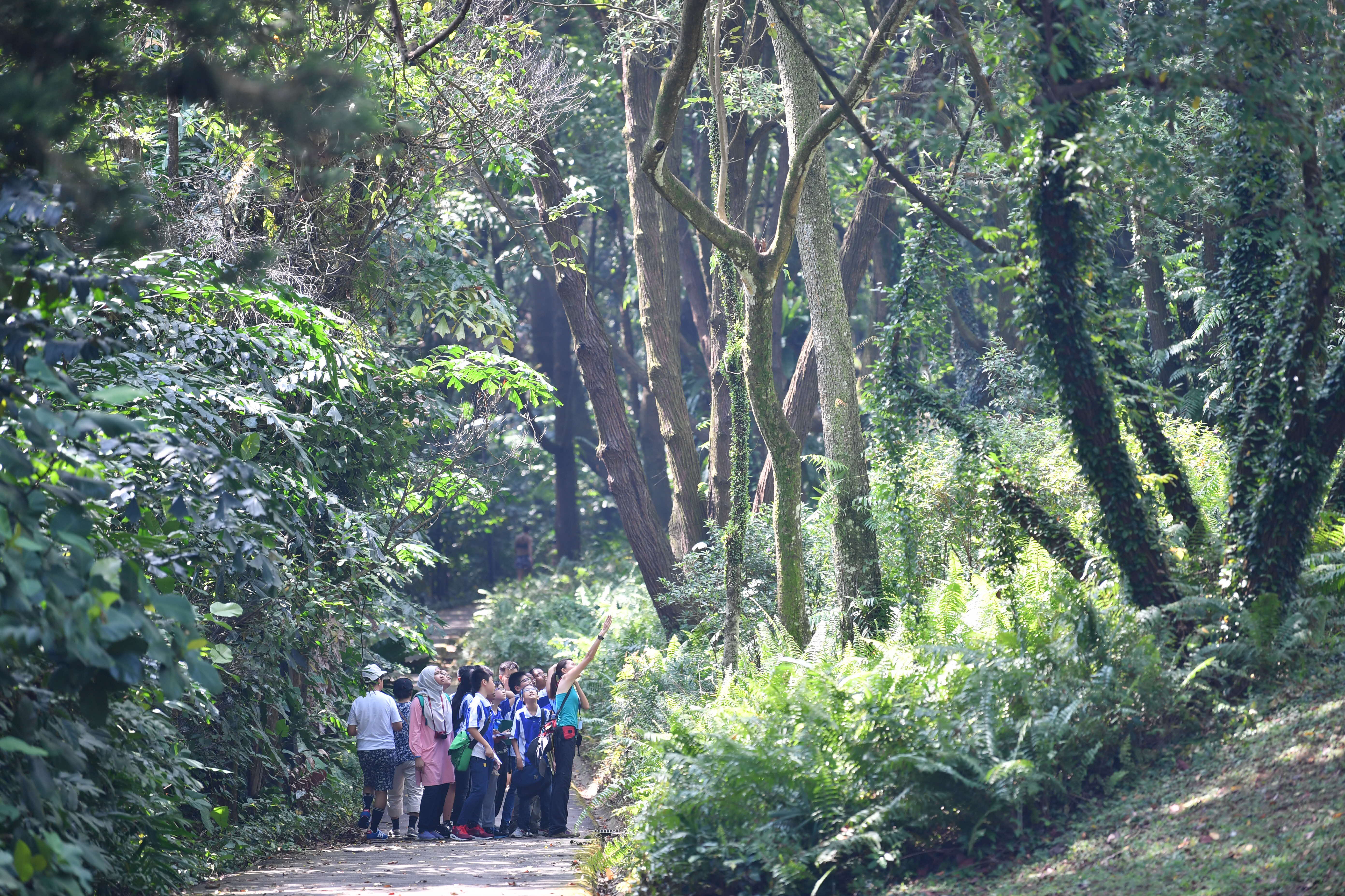 Secondary forests
